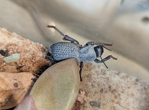 A blue death feigning beetle under a succulent leaf.