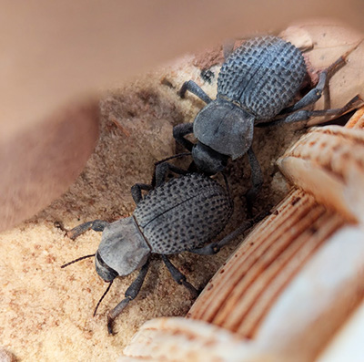 Two blue death feigning beetles.