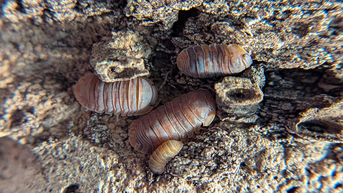 Cubaris murina