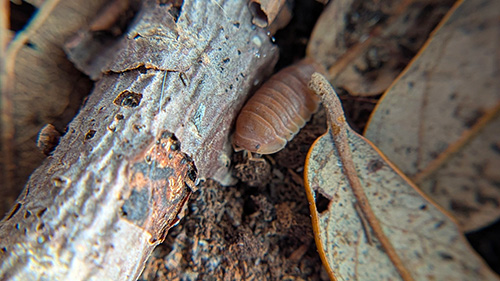 Cubaris murina