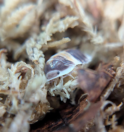 Cubaris sp. Cappuccino