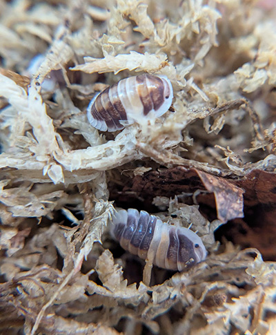 Cubaris sp. Cappuccino