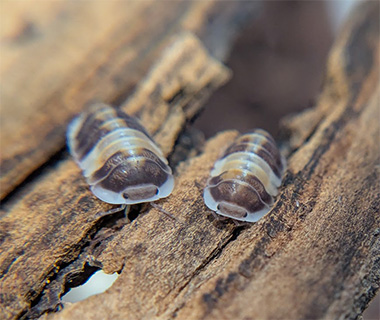 Cubaris sp. Cappuccino