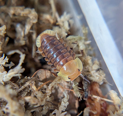 Cubaris sp. Rubber Ducky