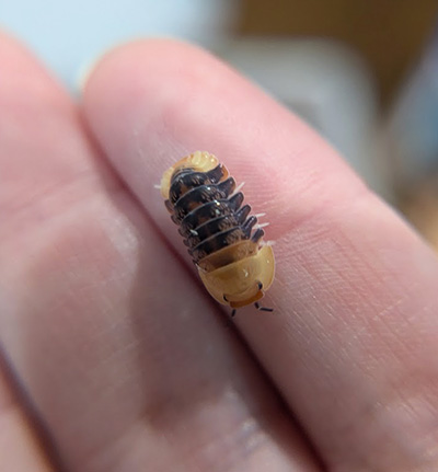 Cubaris sp. Rubber Ducky