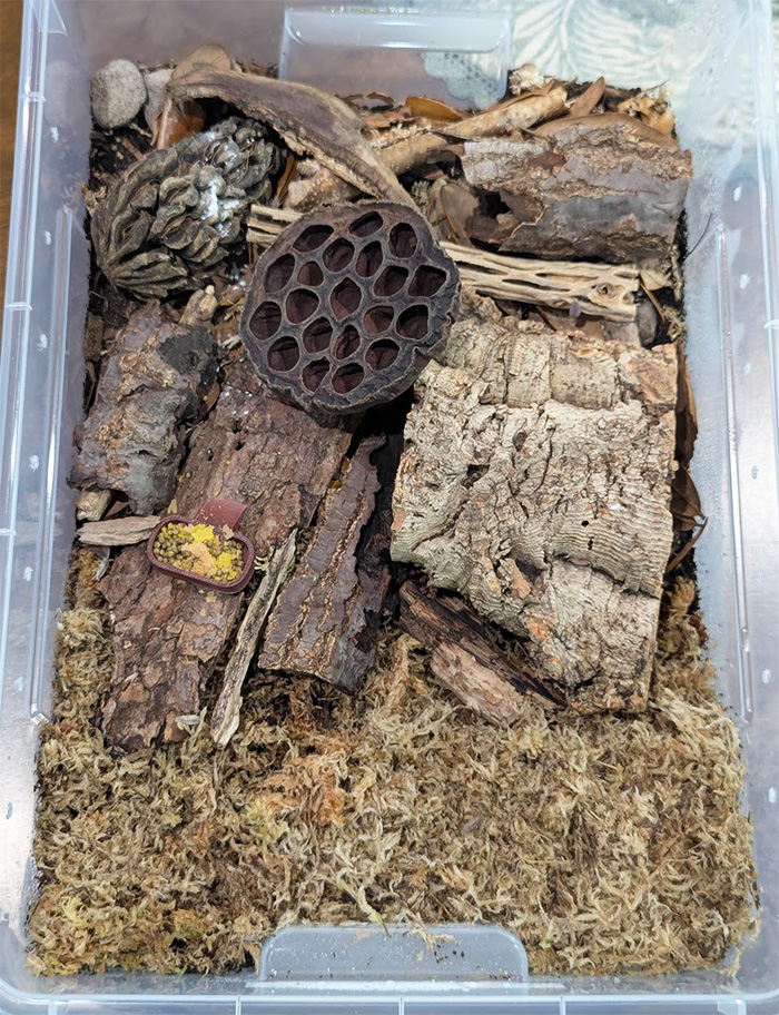 An isopod bin setup.