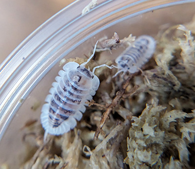 Nesodillo arcangelii