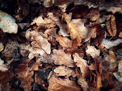 oak leaves