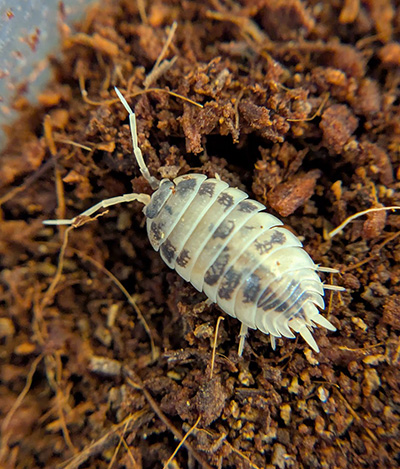 Porcellio laevis