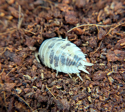 Porcellio laevis