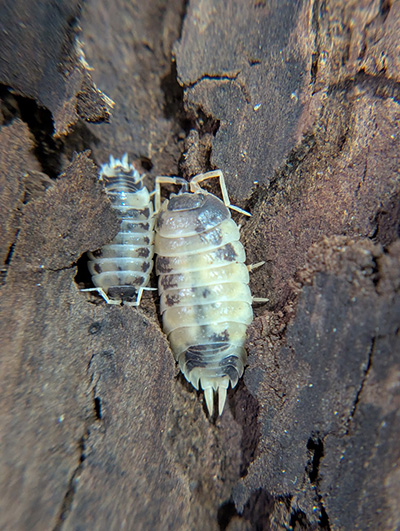 Porcellio laevis