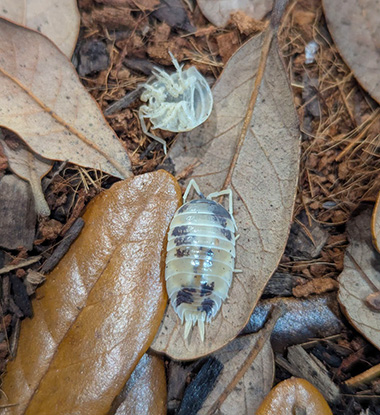 Porcellio laevis next to their molt