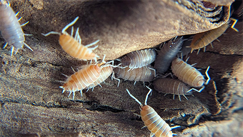 Porcellionides pruinosus