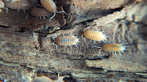 Porcellionides pruinosus