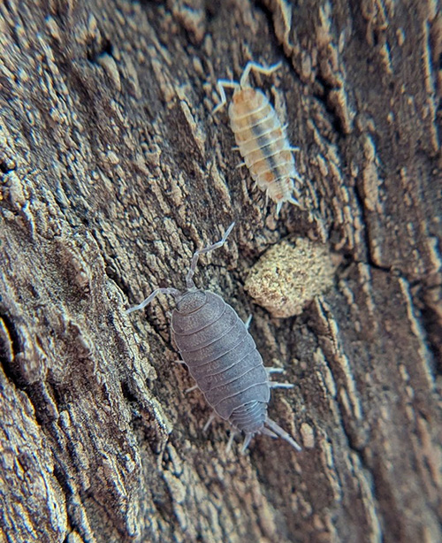 Porcellionides pruinosus