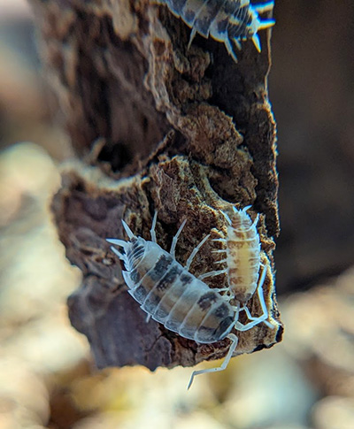 Porcellionides pruinosus