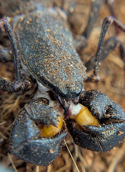 Vinegaroon eating a superworm.
