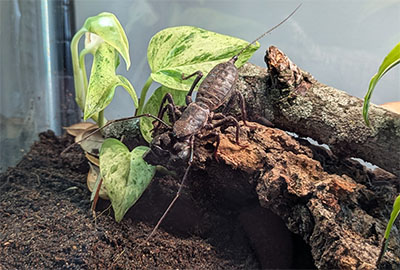 Vinegaroon sitting on some bark.