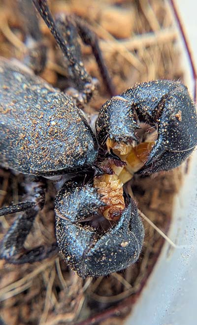Vinegaroon eating a superworm. The mouthparts are visible.