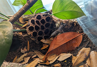 Vinegaroon exploring their new home.