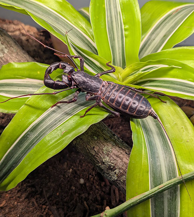 Vinegaroon sitting on a plant.